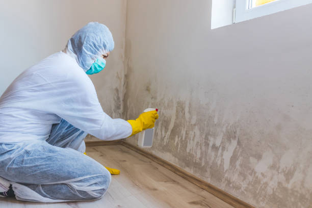 Licensed Crawl Space Mold Removal service in Berlin, MD - WQB Mold Removal